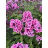 Phlox paniculata BABY FACE - plamenka latnatá, flox