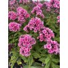 Phlox paniculata BABY FACE - plamenka latnatá, flox