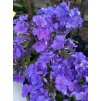 Phlox paniculata BLUE PARADISE - plamenka latnatá, flox