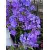 Phlox paniculata BLUE PARADISE - plamenka latnatá, flox