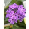 Phlox paniculata BLUE PARADISE - plamenka latnatá, flox