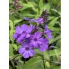 Phlox paniculata BLUE PARADISE - plamenka latnatá, flox