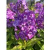 Phlox paniculata LAURA - plamenka latnatá, flox