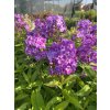 Phlox paniculata LAURA - plamenka latnatá, flox