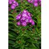laura phlox paniculata 76270 4