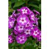 laura phlox paniculata 76270 3