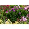 laura phlox paniculata 76270 2