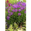 laura phlox paniculata 76270 1