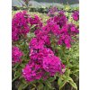 Phlox paniculata NICKY - plamenka latnatá, flox