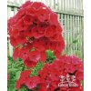 Phlox paniculata RED RIDING HOOD - plamenka latnatá, flox