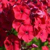 Phlox TENOR