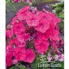 Phlox paniculata TENOR - plamenka latnatá, flox
