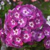 Phlox USPECH