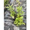 Phlox paniculata USPECH - plamenka latnatá, flox