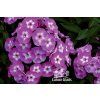 Phlox paniculata USPECH - plamenka latnatá, flox