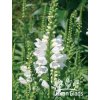 Physostegia virginiana CRYSTAL PEAK WHITE - řetězovka virginská