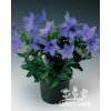 Platycodon grandiflorus MARIESII - platykodon, boubelka, boubelík