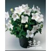 Platycodon grandiflorus ALBUS - platykodon, boubelka, boubelík