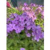 Phlox paniculata EDEN´S SMILE - plamenka latnatá, flox