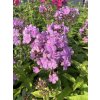 Phlox paniculata EDEN´S SMILE - plamenka latnatá, flox