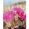 Primula ROSEA CIGAS - prvosenka