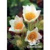 Pulsatilla vulgaris WHITE - koniklec