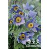 Pulsatilla vulgaris VIOLET SHADES - koniklec