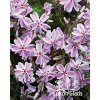 Phlox subulata CANDY STRIPES - plamenka šídlovitá, flox