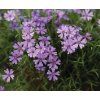 Phlox subulata Emerald Cushion Blue 12773 C 1
