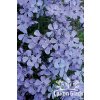 Phlox subulata EMERALD CUSHION BLUE - plamenka šídlovitá, flox