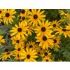 Rudbeckia fulgida GOLDSTURM - rudbékie, třapatka