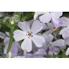 Phlox subulata Purple Beauty 12897 C 1