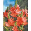 Schizostylis coccinea RED - říční lilie, lilie karmínová, podzimní mečík
