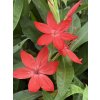 Schizostylis coccinea RED - říční lilie, lilie karmínová, podzimní mečík