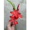 Schizostylis coccinea RED - říční lilie, lilie karmínová, podzimní mečík