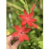Schizostylis coccinea RED - říční lilie, lilie karmínová, podzimní mečík