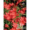 Schizostylis coccinea RED - říční lilie, lilie karmínová, podzimní mečík