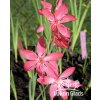 Schizostylis rosea - říční lilie, lilie karmínová