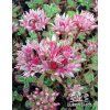 Sedum spurium TRICOLOR - rozchodník
