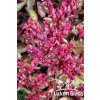 Sedum spurium VOODOO - rozchodník