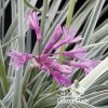 Tulbaghia violacea SILVER LACE - česneková tráva