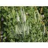 veronica longifolia schneeriesin