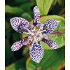 Tricyrtis hirta - liliovka, hadí lilie