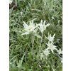 Leontopodium alpinum - protěž alpská