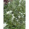 Leontopodium alpinum - protěž alpská