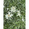 Leontopodium alpinum - protěž alpská