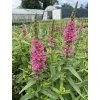 Lythrum salicaria ROBERT - kyprej vrbice