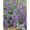 Nepeta faassenii – šanta