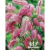 Sanguisorba OBTUSA - krvavec toten