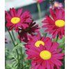 Tanacetum ROBINSONS RED 19a